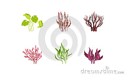 Underwater Seaweeds or Algae Growing on the Ocean Bottom Vector Set Vector Illustration