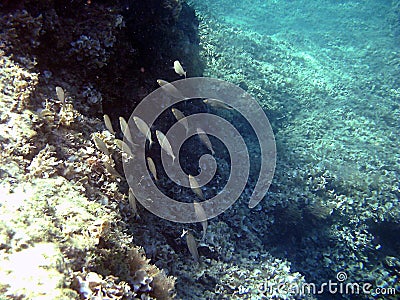 Underwater series Stock Photo