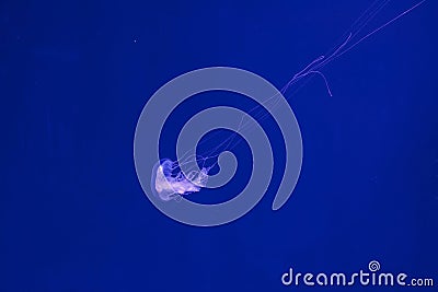 underwater shooting of beautiful Amakusa Jellyfish small (Sanderia Malayensis Stock Photo