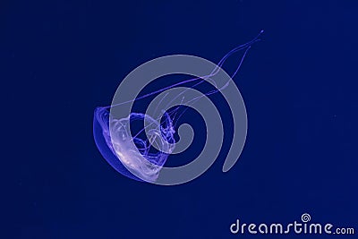 underwater shooting of beautiful Amakusa Jellyfish small (Sanderia Malayensis Stock Photo