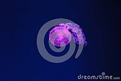 underwater shooting of beautiful Chrysaora hysoscella Stock Photo