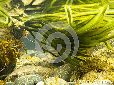 Underwater shot of green seaweed attached to rock Stock Photo