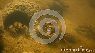 Underwater shot of noble crayfishes group moving in their rock holes in stream Stock Photo