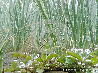 Underwater shot of submerged grass and plants Stock Photo