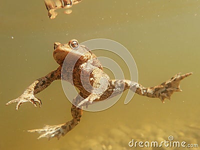 Underwater shot of a toad in a moor lake in Bavaria Stock Photo