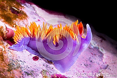 Underwater snail in California Stock Photo