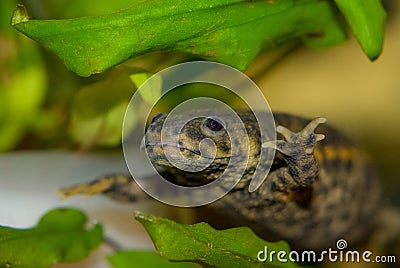 Underwater Spanish ribbed newt close up in an aquarium. Wildlife animal. Stock Photo