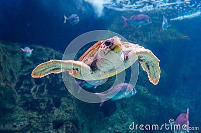 Underwater swimming tropical Green Sea Turtle Stock Photo