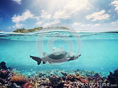 Underwater of tropical ocean. Coral reef and shark Stock Photo