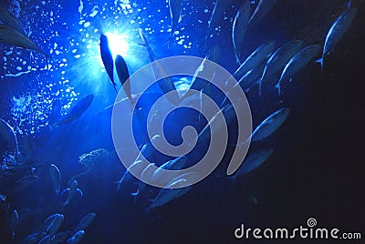 Underwater Tuna Stock Images - Image: 2702174