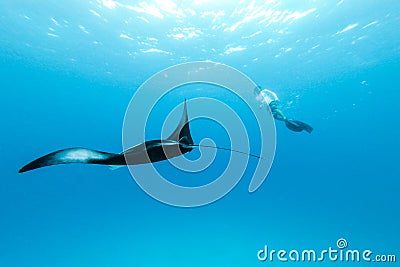 Underwater view of hovering Giant oceanic manta ray, Manta Birostris , and man free diving in blue ocean. Watching Stock Photo