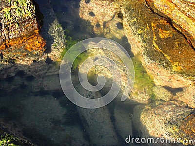 Underwater view with stones, algae and sea urchins, before rising tide. Stock Photo