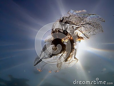 Underwater views of the Black Sea. Different objects and garbage under water, freediving. Stock Photo