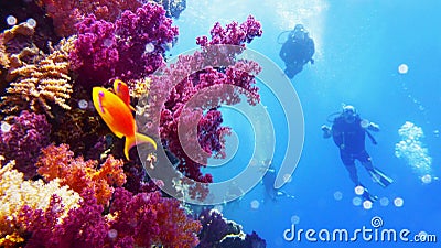 Underwater wall with reach purple soft coral growth, scuba divers on the background Editorial Stock Photo