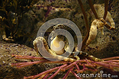 Underwater Stock Photo