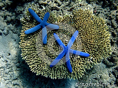 Underwater world. Stock Photo