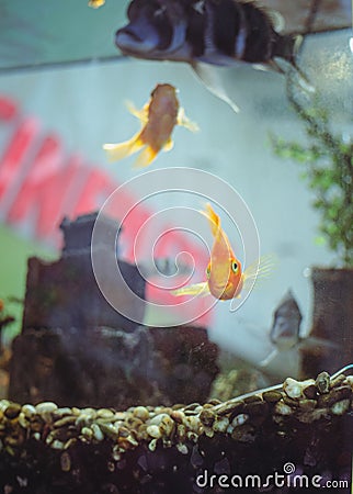 Underwater world. aquarium and exotic fish, selective focus, edited photo Stock Photo