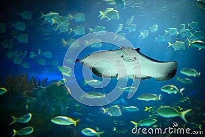 Underwater world Stock Photo