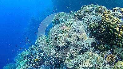 Underwater world, colored corals and fish Stock Photo