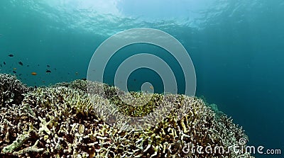 Underwater world with coral reef and fish. Marine sanctuary. Stock Photo