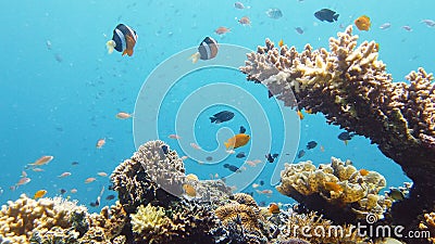 The underwater world of a coral reef. Leyte, Philippines. Stock Photo