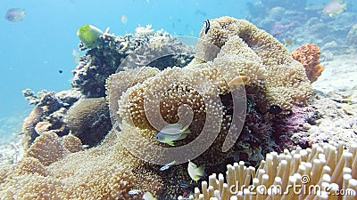 The underwater world of a coral reef. Leyte, Philippines. Stock Photo