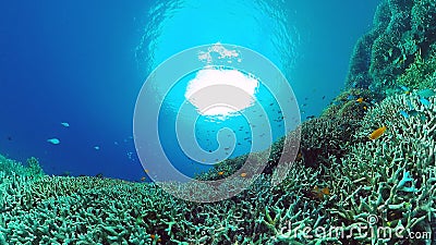 The underwater world of a coral reef. Panglao, Philippines. Stock Photo
