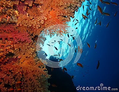 Underwater world in deep water in coral reef and plants flowers flora in blue world marine wildlife, Fish, corals, dolphins Stock Photo