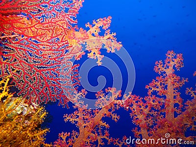 Underwater world in deep water in coral reef and plants flowers flora in blue world marine wildlife, Fish, corals and sea creature Stock Photo