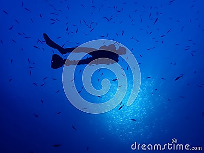 Underwater world in deep water in coral reef and plants flowers flora in blue world marine wildlife, Fish, corals and sea creature Stock Photo