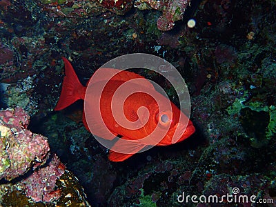 Underwater world in deep water in coral reef and plants flowers flora in blue world marine wildlife, Fish, corals and sea creature Stock Photo