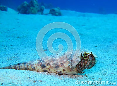 Underwater world in deep water in coral reef and plants flowers flora in blue world marine wildlife, Fish, corals and sea creature Stock Photo