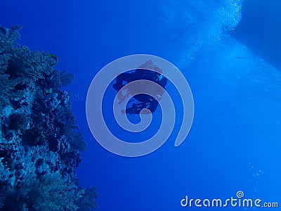 Underwater world in deep water in coral reef and plants flowers flora in blue world marine wildlife, Fish, corals and sea creature Stock Photo