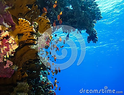 Underwater world in deep water in coral reef and plants nature flora in blue world marine wildlife, ocean sea dive. Fish napoleon Stock Photo