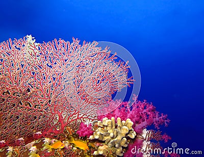 Underwater world in deep water in coral reef and plants nature flora in blue world marine wildlife, ocean sea dive. Fish napoleon Stock Photo