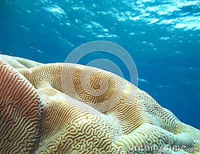 Underwater world in deep water in coral reef and plants flowers flora in blue world marine wildlife, Fish, corals, dolphins Stock Photo