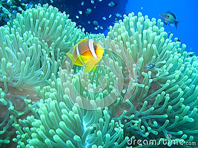 Underwater world in deep water in coral reef and plants flowers flora in blue world marine wildlife, Fish, corals and sea creature Stock Photo