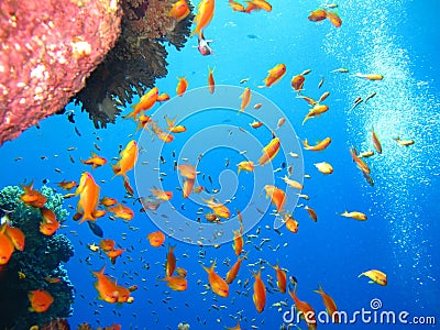 Underwater world in deep water in coral reef and plants flowers flora in blue world marine wildlife, Fish, corals and sea creature Stock Photo