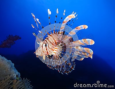 Underwater world in deep water in coral reef and plants nature flora in blue world marine wildlife, ocean sea dive. Fishes, corals Stock Photo