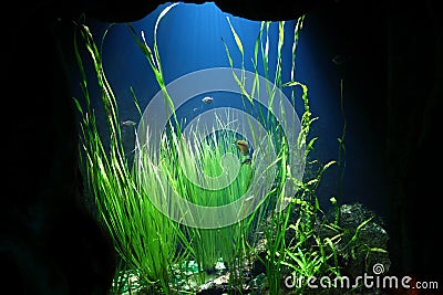 Mangrove swamp underwater world Stock Photo