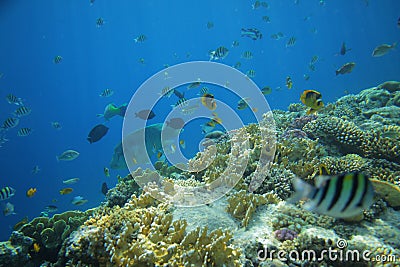 Underwater world of fishes Stock Photo