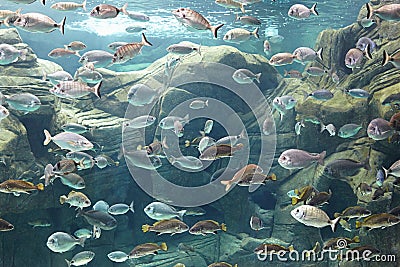 Underwater world Stock Photo