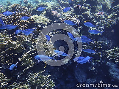 The underwater world of the Red Sea, a flock of blue cesium fish Stock Photo