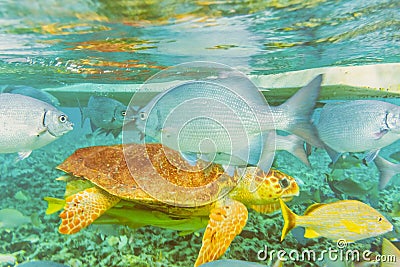 Underwater world in the reef near Caye Caulker in Belize Stock Photo