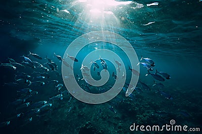 Underwater world with school fish in sea Stock Photo