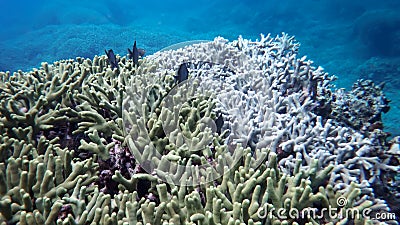 Underwater world of the South China Sea Stock Photo