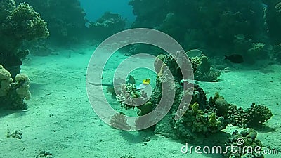 Snorkeling in the Red Sea and the Caves. Stock Video - Video of ...