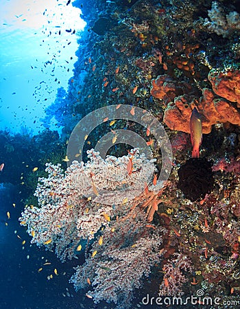Underwater wreck of the Liberty Stock Photo