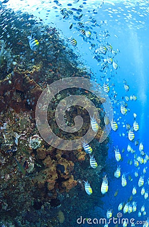 Underwater wreck of the Liberty Stock Photo