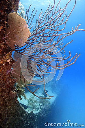 Underwater wreck of the price albert Stock Photo